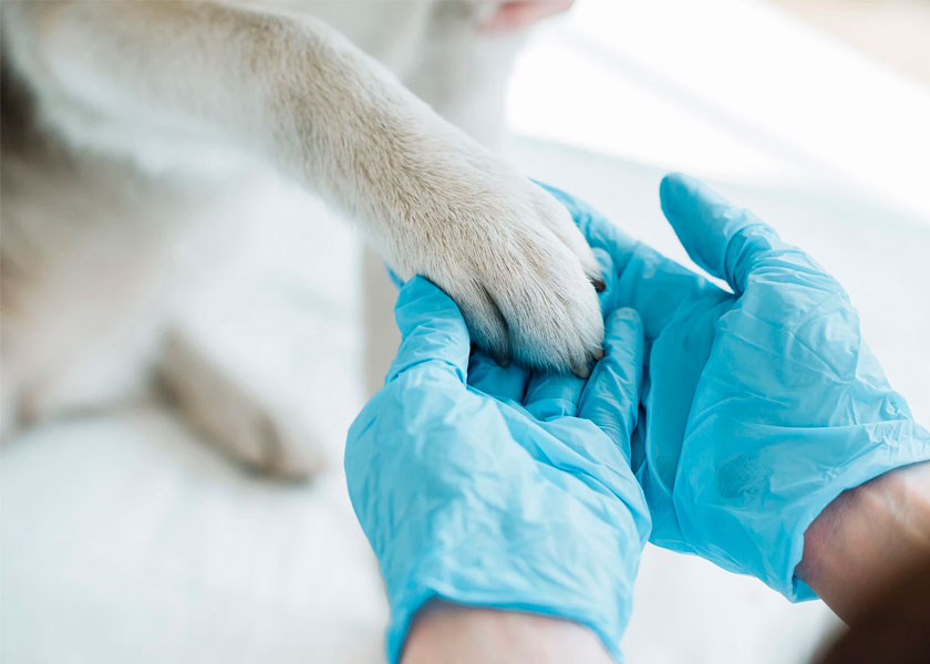 Ветеринар — профессия для желающих помогать животным. Вот как она устроена