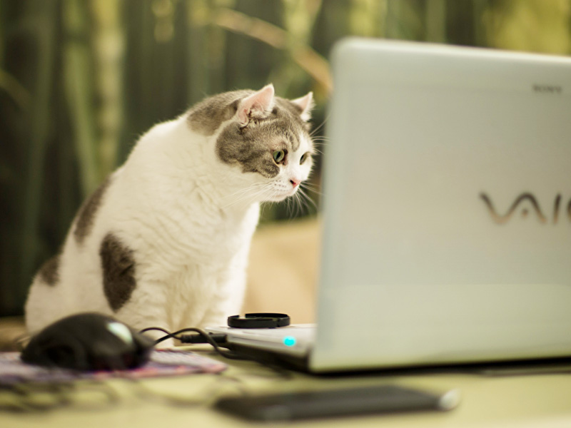 Надеть штаны и покормить кошку: как не провалить собеседование по скайпу